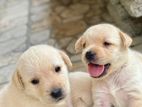 Labrador Puppies
