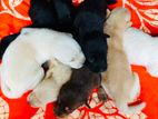 Labrador Puppies