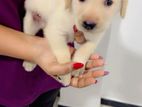 Labrador Puppies