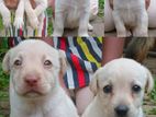 Labrador Puppies