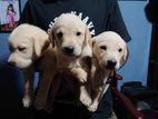 Labrador Puppies