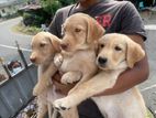 Labrador Puppies