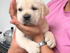 Labrador Puppies