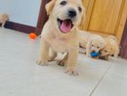 Labrador Puppies