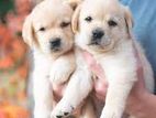 Labrador Puppies