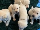 Labrador Puppies