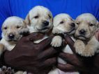 Labrador Puppies