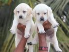 Labrador Puppies