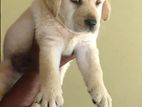 Labrador Puppies