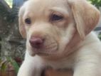 Labrador Puppies