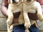 Labrador Puppies