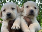 Labrador Puppies