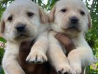 Labrador Puppies