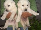 Labrador Puppies