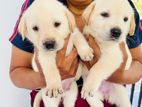 Labrador Puppies