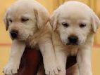 Labrador Puppies