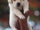 Labrador Puppies