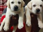 Labrador Puppies