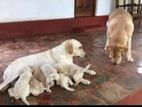 Labrador Puppies