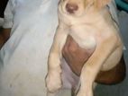 Labrador Puppies