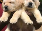 Labrador puppies