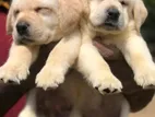 Labrador puppies