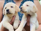 Labrador Puppies