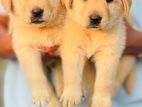 Labrador Puppies