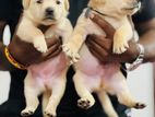 Labrador Puppies