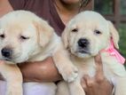 Labrador Puppies