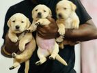 Labrador Puppies