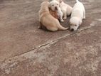 Labrador Puppies