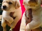 Labrador Puppies