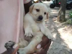 Labrador Puppy