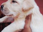 Labrador Puppies