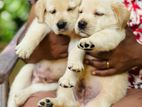 Labrador puppies