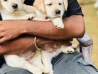 Labrador puppies