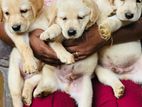 Labrador Puppies