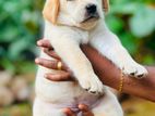 Labrador Puppies