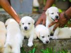 Labrador Puppies