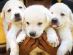 Labrador Puppies