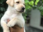 Labrador Puppies