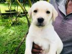 Labrador Puppies