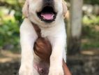 Labrador Puppy