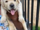 Labrador Puppies