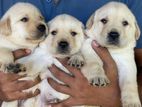 Labrador Puppies