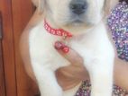 Labrador Puppies