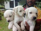 Labrador Puppies