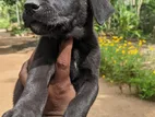 Labrador Puppies