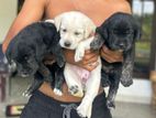 Labrador Puppies